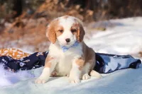 Malcolm, a male Miniature Bernedoodle for sale in Dundee, OH – Photo 8 of 9