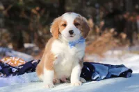 Malcolm, a male Miniature Bernedoodle for sale in Dundee, OH – Photo 3 of 9