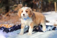 Malcolm, a male Miniature Bernedoodle for sale in Dundee, OH – Photo 9 of 9