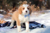 Malcolm, a male Miniature Bernedoodle for sale in Dundee, OH – Photo 5 of 9