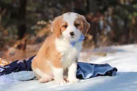 Malcolm, a male Miniature Bernedoodle for sale in Dundee, OH – Photo 1 of 9