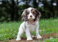 Darla, a female Cocker Spaniel for sale in Dundee, OH – Photo 6 of 8