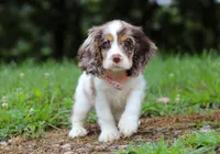 Darla, a female Cocker Spaniel for sale in Dundee, OH – Photo 7 of 8
