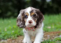 Darla, a female Cocker Spaniel for sale in Dundee, OH – Photo 4 of 8