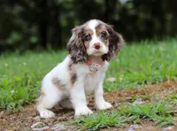 Darla, a female Cocker Spaniel for sale in Dundee, OH – Photo 8 of 8