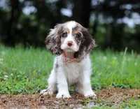 Darla, a female Cocker Spaniel for sale in Dundee, OH – Photo 3 of 8