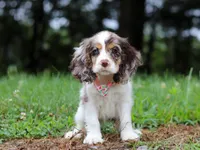Darla, a female Cocker Spaniel for sale in Dundee, OH – Photo 2 of 8