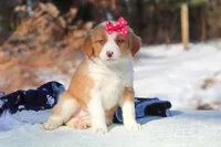 Charlotte, a female Miniature Bernedoodle for sale in Dundee, OH – Photo 5 of 7