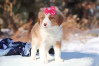 Charlotte, a female Miniature Bernedoodle for sale in Dundee, OH – Photo 4 of 7