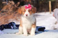 Charlotte, a female Miniature Bernedoodle for sale in Dundee, OH – Photo 3 of 7