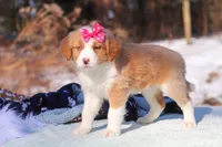 Charlotte, a female Miniature Bernedoodle for sale in Dundee, OH – Photo 7 of 7