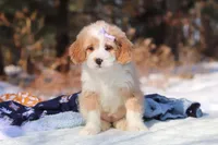 Aurora, a female Miniature Bernedoodle for sale in Dundee, OH – Photo 3 of 7