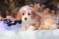 Aurora, a female Miniature Bernedoodle for sale in Dundee, OH – Photo 2 of 7