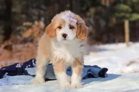 Aurora, a female Miniature Bernedoodle for sale in Dundee, OH – Photo 5 of 7