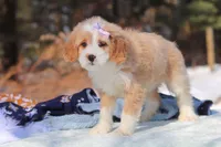 Aurora, a female Miniature Bernedoodle for sale in Dundee, OH – Photo 4 of 7