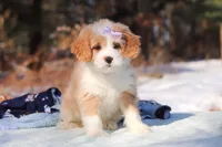 Aurora, a female Miniature Bernedoodle for sale in Dundee, OH – Photo 1 of 7