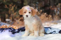 Aurora, a female Miniature Bernedoodle for sale in Dundee, OH – Photo 6 of 7
