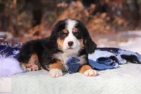 Brody , a male Miniature Bernedoodle for sale in Dundee, OH – Photo 4 of 4
