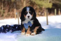 Brody , a male Miniature Bernedoodle for sale in Dundee, OH – Photo 3 of 4