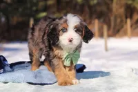 Enzo, a male Miniature Bernedoodle for sale in Dundee, OH – Photo 2 of 6
