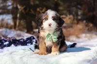 Enzo, a male Miniature Bernedoodle for sale in Dundee, OH – Photo 1 of 6