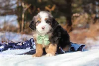 Enzo, a male Miniature Bernedoodle for sale in Dundee, OH – Photo 4 of 6