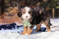 Enzo, a male Miniature Bernedoodle for sale in Dundee, OH – Photo 6 of 6