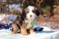 Enzo, a male Miniature Bernedoodle for sale in Dundee, OH – Photo 5 of 6