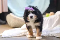 Chloe, a female Miniature Bernedoodle for sale in Dundee, OH – Photo 7 of 7