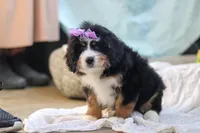 Chloe, a female Miniature Bernedoodle for sale in Dundee, OH – Photo 4 of 7