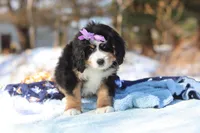 Chloe, a female Miniature Bernedoodle for sale in Dundee, OH – Photo 6 of 7