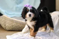 Chloe, a female Miniature Bernedoodle for sale in Dundee, OH – Photo 5 of 7