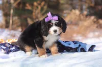 Chloe, a female Miniature Bernedoodle for sale in Dundee, OH – Photo 3 of 7