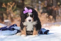 Chloe, a female Miniature Bernedoodle for sale in Dundee, OH – Photo 2 of 7