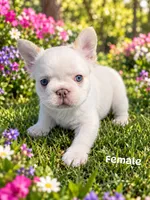 Snowflake , a female French Bulldog for sale in Harvey, LA – 1 of 1