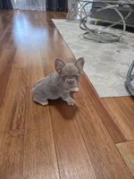 Izzy, a female French Bulldog for sale in Harvey, LA – 2 of 2