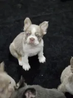 Buttercup, a female French Bulldog for sale in Harvey, LA – 3 of 4
