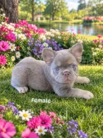 Izzy, a female French Bulldog for sale in Harvey, LA – 1 of 2