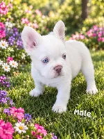 Q-tip, a male French Bulldog for sale in Harvey, LA – 1 of 1