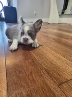 Buttercup, a female French Bulldog for sale in Harvey, LA – 2 of 4