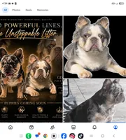 Buttercup, a female French Bulldog for sale in Harvey, LA – 4 of 4