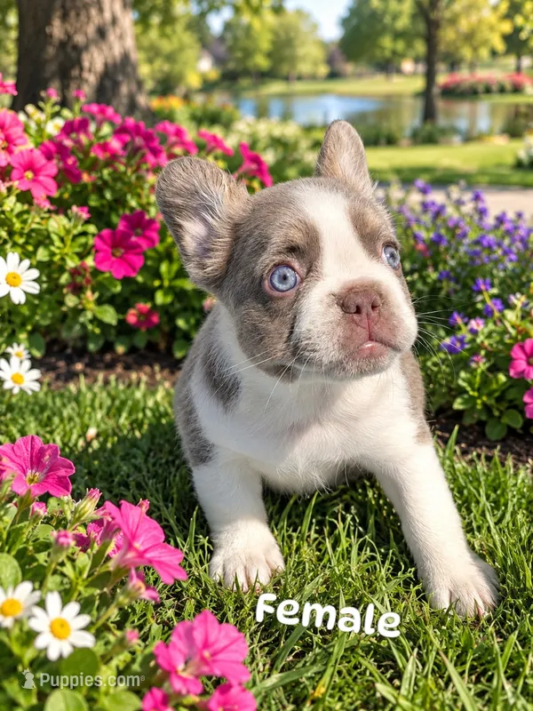 Buttercup – French Bulldog puppy for sale in Harvey, LA