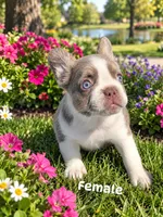 Buttercup, a female French Bulldog for sale in Harvey, LA – 1 of 4