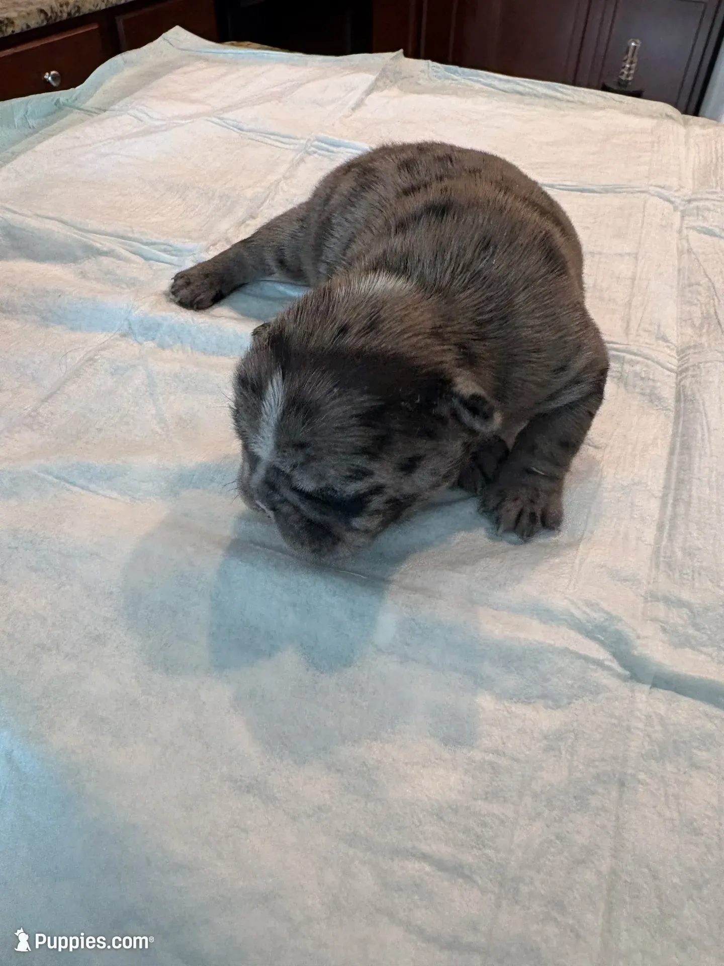 Spyder, a male French Bulldog for sale in Summerville, SC – 6 of 8