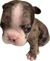 Luna, a female French Bulldog for sale in Summerville, SC – 8 of 9