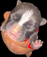 Bruno, a male French Bulldog for sale in Summerville, SC – Photo 3 of 5