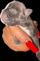 Bruno, a male French Bulldog for sale in Summerville, SC – Photo 5 of 5