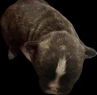 Bruno, a male French Bulldog for sale in Summerville, SC – Photo 2 of 5