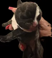 Bruno, a male French Bulldog for sale in Summerville, SC – Photo 4 of 5