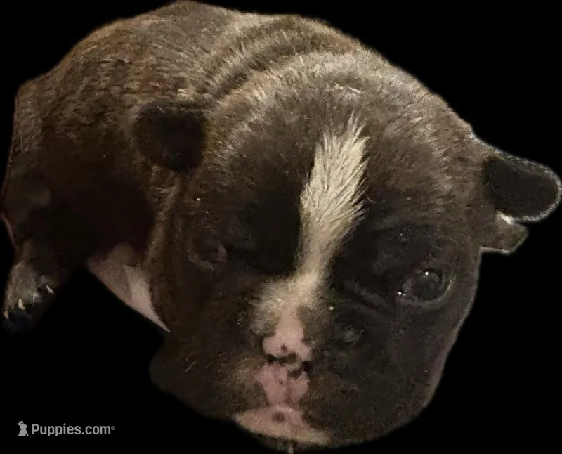 Bruno – French Bulldog puppy for sale in Summerville, SC